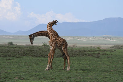 View of giraffe on field against sky