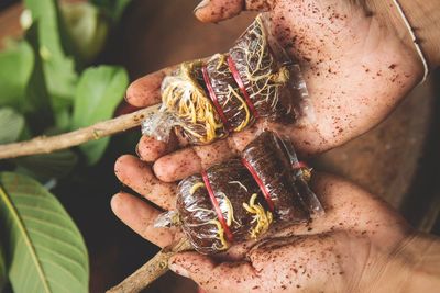 Cropped hands of person holding plants