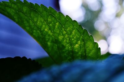 Close-up of raindrops on leaves