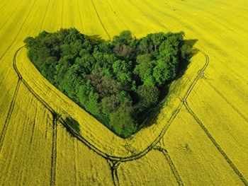 High angle view of agricultural field