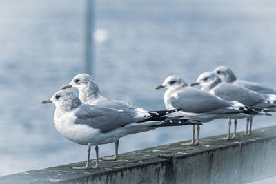 Seagull perching on railing against sea