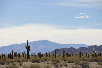 Panoramic view of landscape against sky