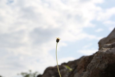 Low angle view of flowering plant against sky