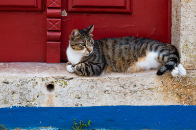 Portrait of cat sitting outdoors