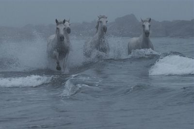 Horses running at beach against sky