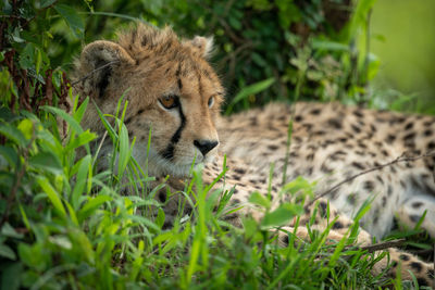 Close-up of cheetah cub leaning on mound