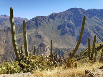 Plants growing on landscape against mountain range