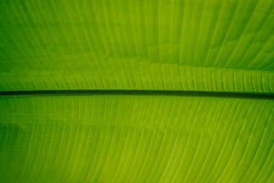 Full frame shot of green leaf