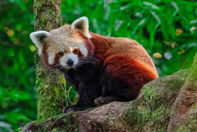 Red panda on tree