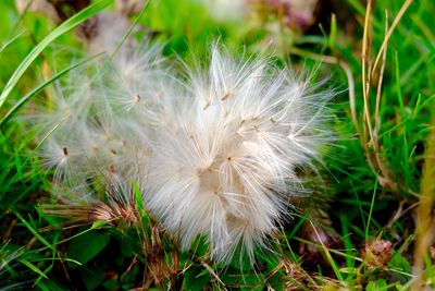 Close-up of dandelion flower