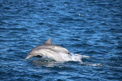 Side view of dolphins swimming in sea