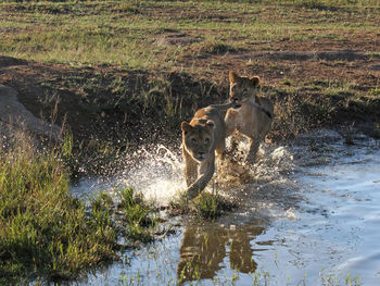 Two young lions chasing each other through a pond in south africa