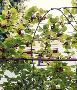 Low angle view of flowering plants on tree