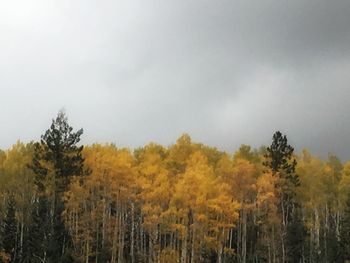Trees in forest against sky