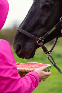 Midsection of a horse