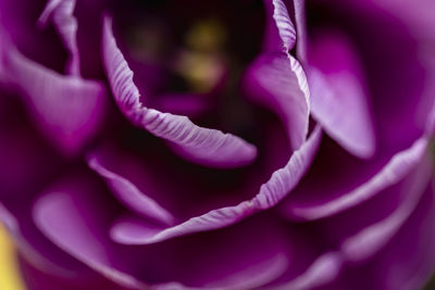 Close-up of purple flowering plant