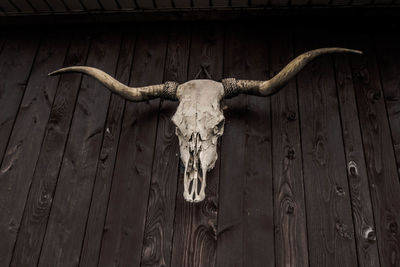 Low angle view of animal skull