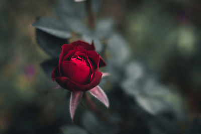Close-up of red rose