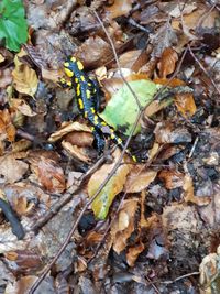 High angle view of insect on dry leaves