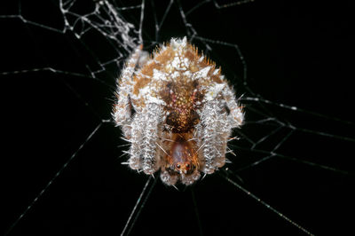 Close-up of spider on web