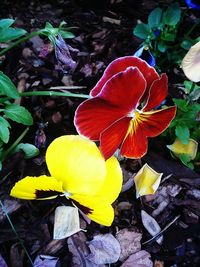 Close-up of yellow flowers