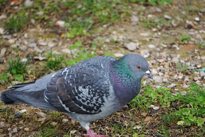 Close-up of pigeon perching on a land