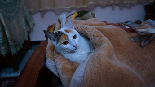 Close-up of cat relaxing at home