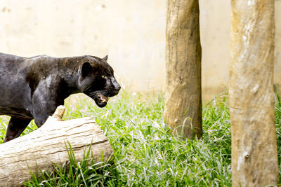 Black panther at zoo