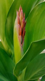 Close-up of pink flower