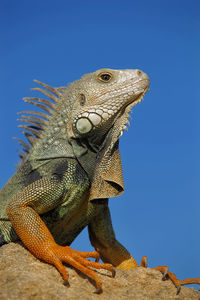 Low angle view of a lizard against clear blue sky
