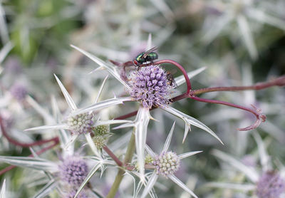 Close-up of butterfly pollinating on purple flower