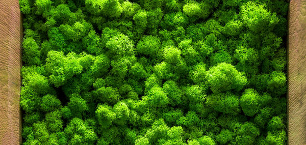 Full frame shot of fresh green plants in forest