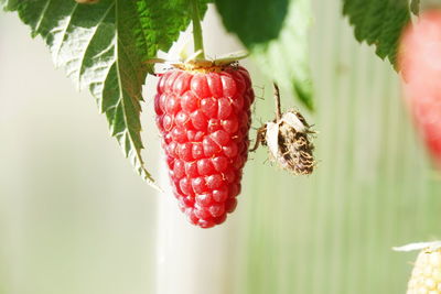 Large variety of raspberries cap of monomakh in the garden in summer.