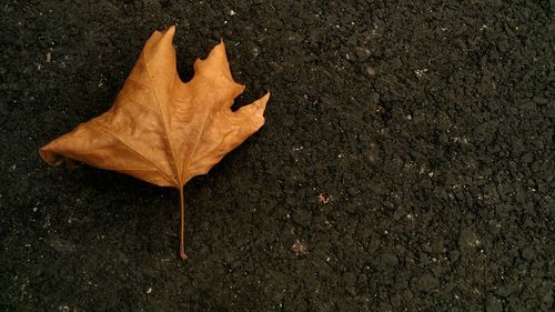 Close-up of dry maple leaf