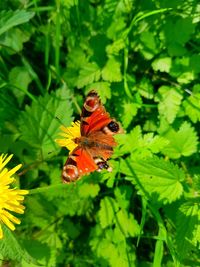 Close-up of butterfly pollinating on flower