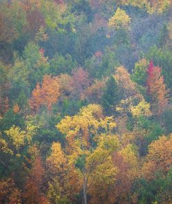 Trees in forest during autumn