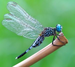 Close-up of insect on leaf