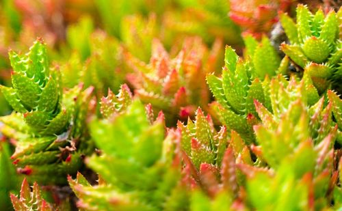 Close-up of succulent plant