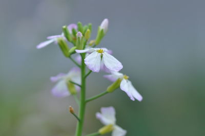 Close-up of white flowering plant