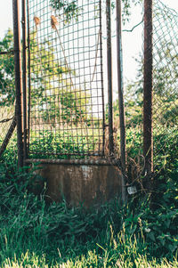 View of trees in forest