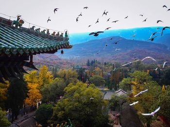 Flock of birds flying against sky