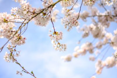 Low angle view of cherry blossoms against sky