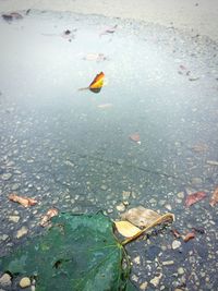 Leaves in water