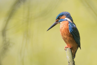 Close-up of kingfisher