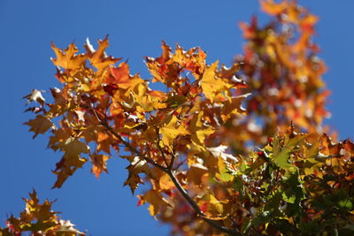 Low angle view of autumnal leaves against sky