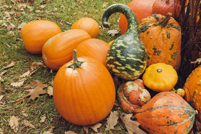 Pumpkins halloween home decor on ground. halloween and thanksgiving decoration for home