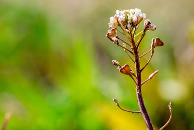 Close-up of plant growing outdoors