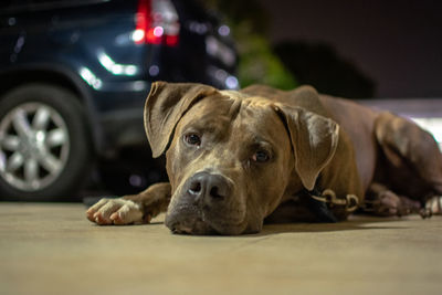 Portrait of dog lying down on floor