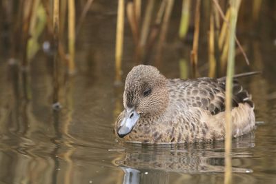 Duck swimming in lake