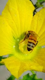 Close-up of bee pollinating on yellow flower